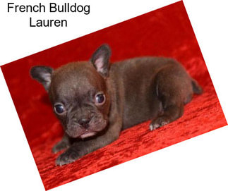 French Bulldog Lauren