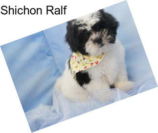 Shichon Ralf