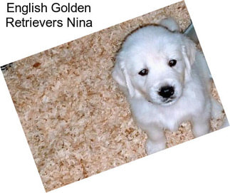 English Golden Retrievers Nina