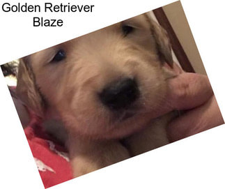 Golden Retriever Blaze