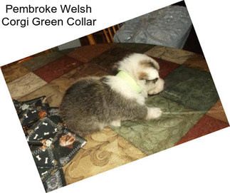 Pembroke Welsh Corgi Green Collar