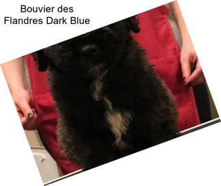 Bouvier des Flandres Dark Blue