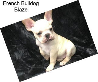 French Bulldog Blaze