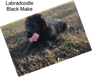 Labradoodle Black Make