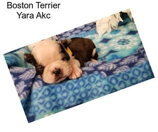 Boston Terrier Yara Akc