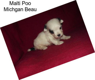 Malti Poo Michgan Beau