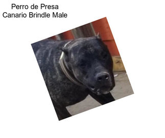 Perro de Presa Canario Brindle Male