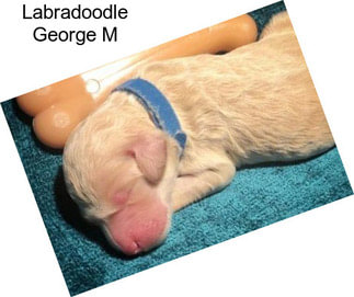 Labradoodle George M