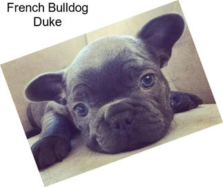 French Bulldog Duke