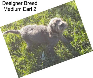 Designer Breed Medium Earl 2