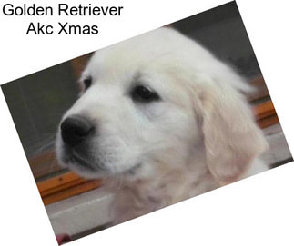 Golden Retriever Akc Xmas