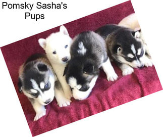 Pomsky Sasha\'s Pups