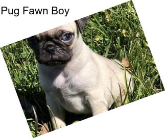 Pug Fawn Boy