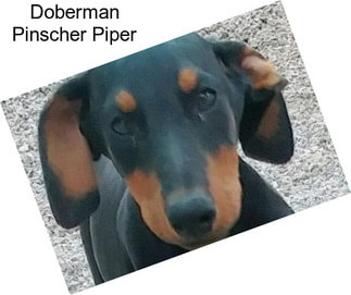 Doberman Pinscher Piper