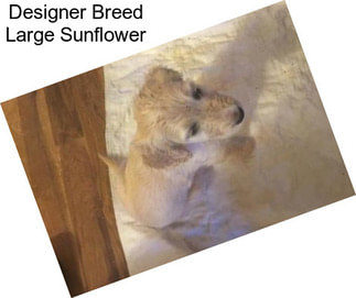 Designer Breed Large Sunflower