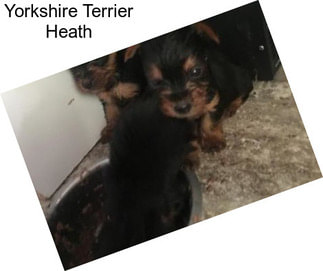 Yorkshire Terrier Heath