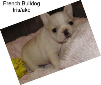 French Bulldog Iris/akc