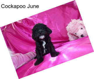 Cockapoo June