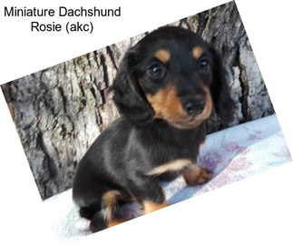 Miniature Dachshund Rosie (akc)