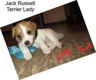 Jack Russell Terrier Lady