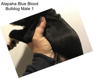 Alapaha Blue Blood Bulldog Male 1