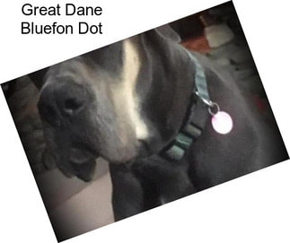 Great Dane Bluefon Dot