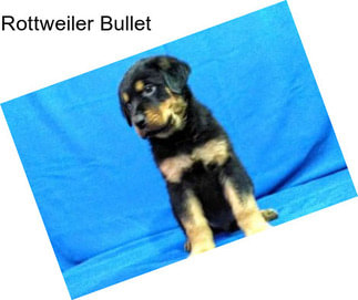 Rottweiler Bullet