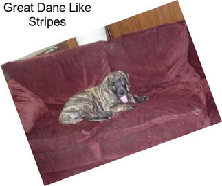 Great Dane Like Stripes