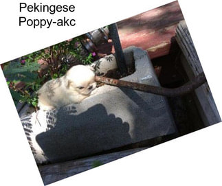 Pekingese Poppy-akc