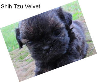 Shih Tzu Velvet