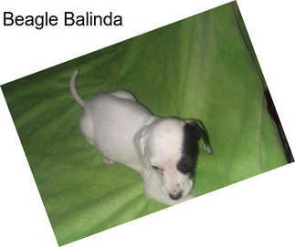 Beagle Balinda
