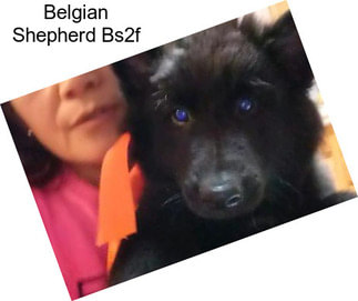 Belgian Shepherd Bs2f