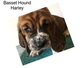 Basset Hound Harley