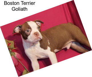 Boston Terrier Goliath