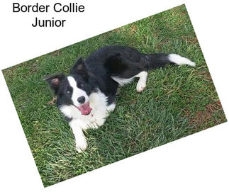 Border Collie Junior