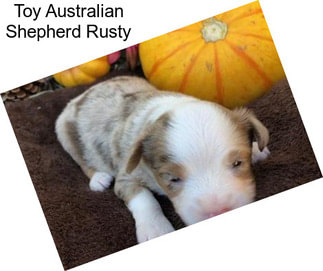 Toy Australian Shepherd Rusty