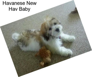 Havanese New Hav Baby