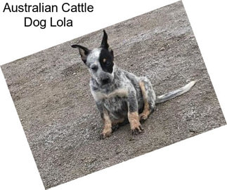 Australian Cattle Dog Lola