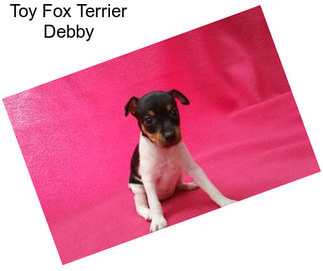 Toy Fox Terrier Debby