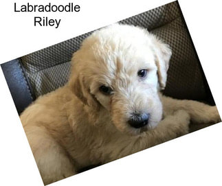 Labradoodle Riley