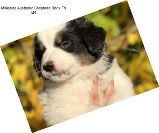 Miniature Australian Shepherd Black Tri M4