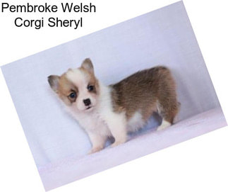 Pembroke Welsh Corgi Sheryl