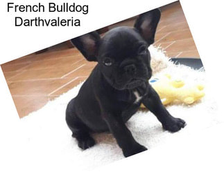 French Bulldog Darthvaleria