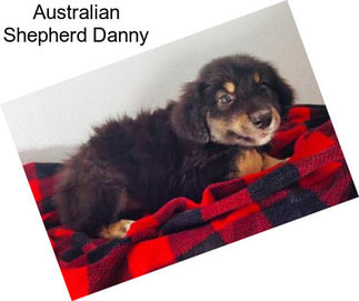 Australian Shepherd Danny