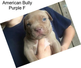 American Bully Purple F