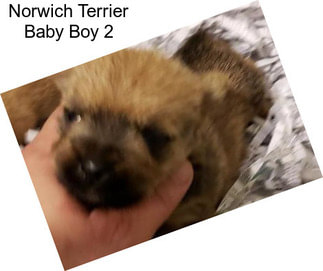 Norwich Terrier Baby Boy 2