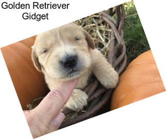 Golden Retriever Gidget