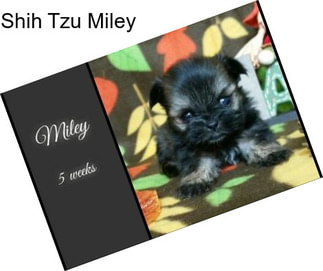 Shih Tzu Miley