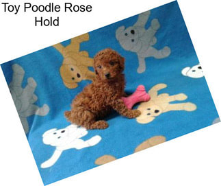 Toy Poodle Rose Hold