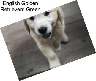 English Golden Retrievers Green